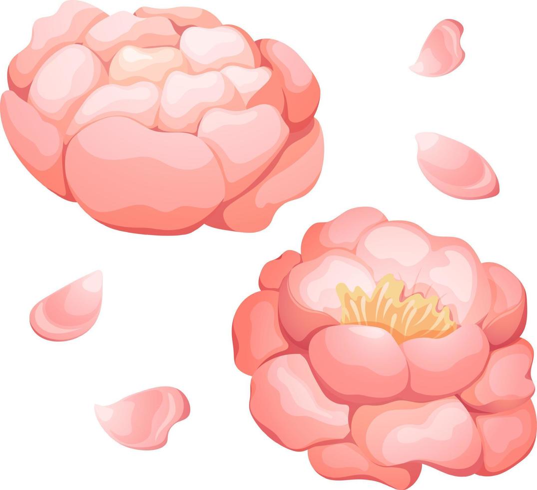 Cartoon Pfingstrose Set, weiß-rosa Pfingstrose in der Knospe und blüht mit zarten Blütenblättern vektor