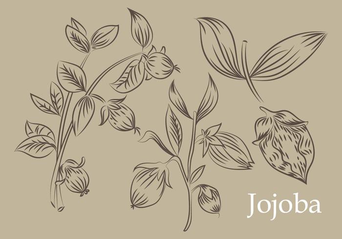 Handdragen Jojoba Vector