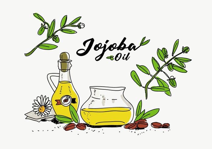 Jojoba Oil Bottle Hand Drawn Vector Illustration