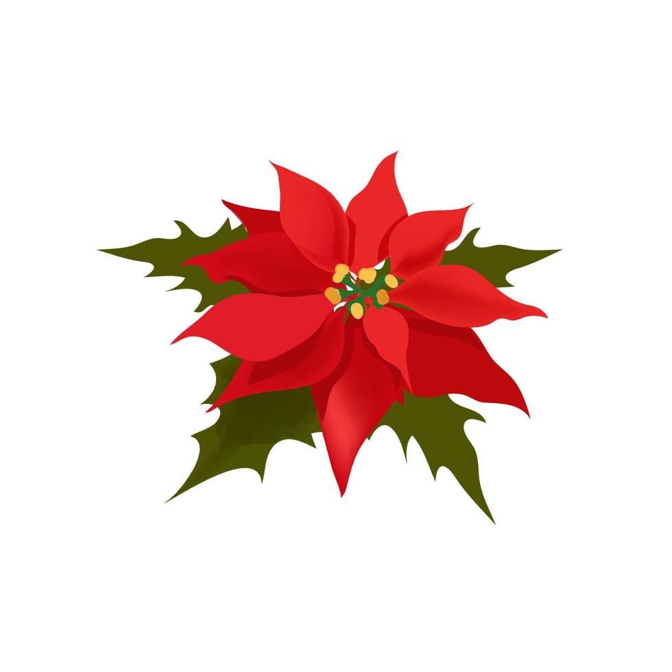 schöner realistischer weihnachtsstern euphorbia pulcherrima, traditionelle weihnachtsblume. Einzelne hellrote Bethlehem-Sternwolfsmilchpflanze mit dunkelgrünen Blättern, isoliert auf Weiß, für Drucke, Dekoration vektor