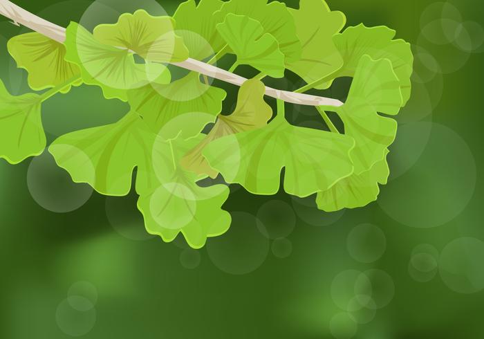 Ginkgo Blätter Hintergrund vektor