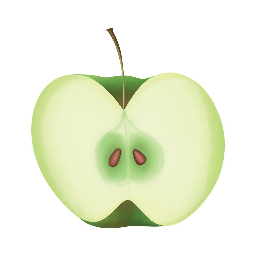 grön äpple skära i halv på vit bakgrund vektor