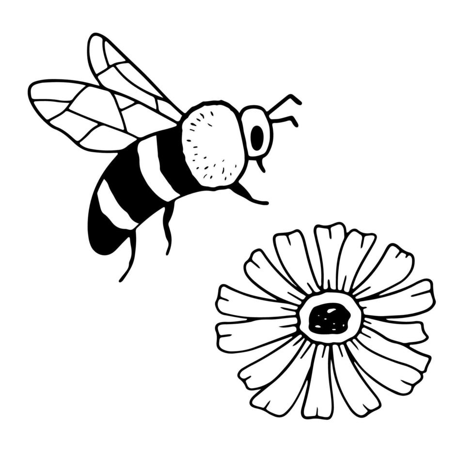 honigbiene und blume lokalisiert auf weiß. Insekt im handgezeichneten Stil. Vektor-Monochrom-Doodle-Illustration. vektor