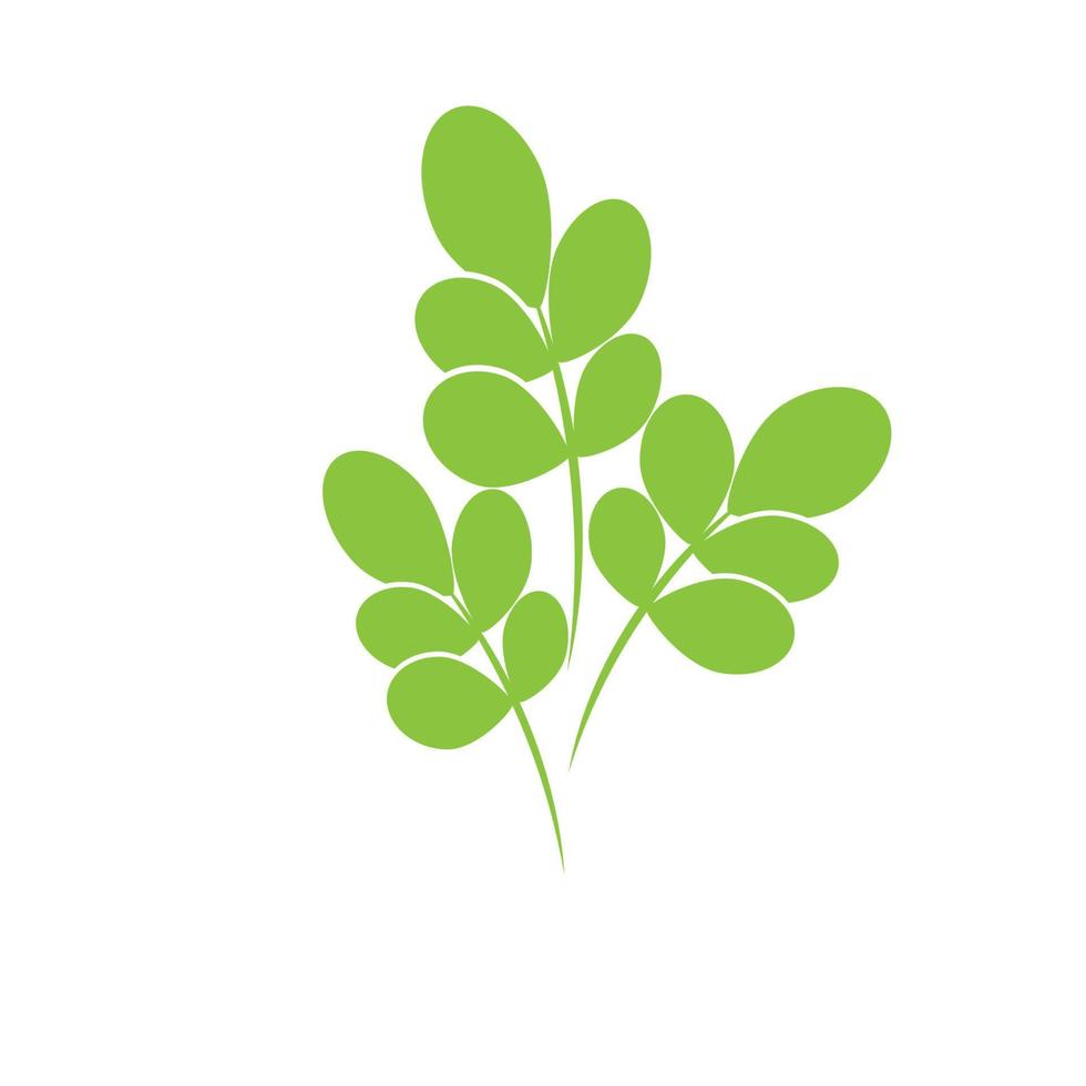 moringa leaf logo mall vektor symbol natur