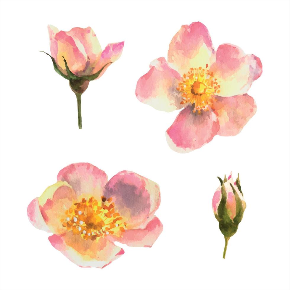 aquarellsatz von elementen, weiße rosenhüfte, rosa heckenrose, botanische illustration. vektor