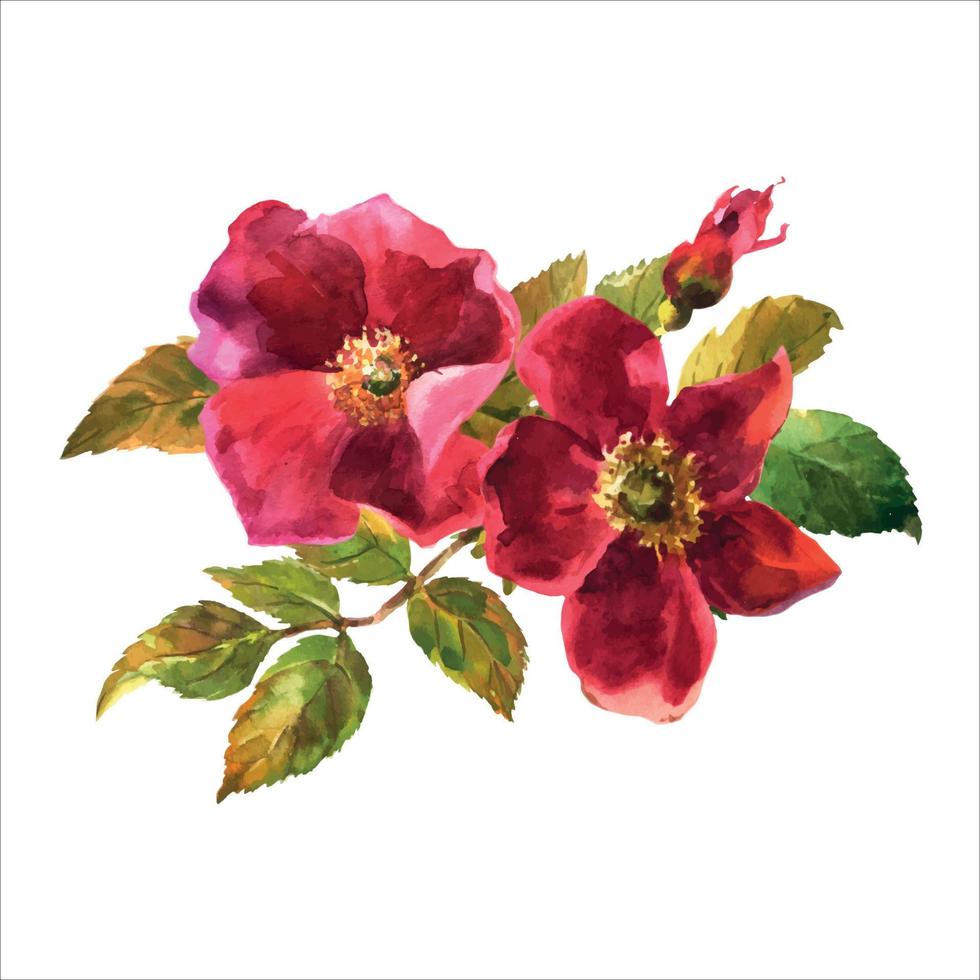 botanische illustration des aquarells, rote heckenrosenblumen, hagebuttenanordnungsclipart, blumenstrauß lokalisiert auf weißem hintergrund vektor