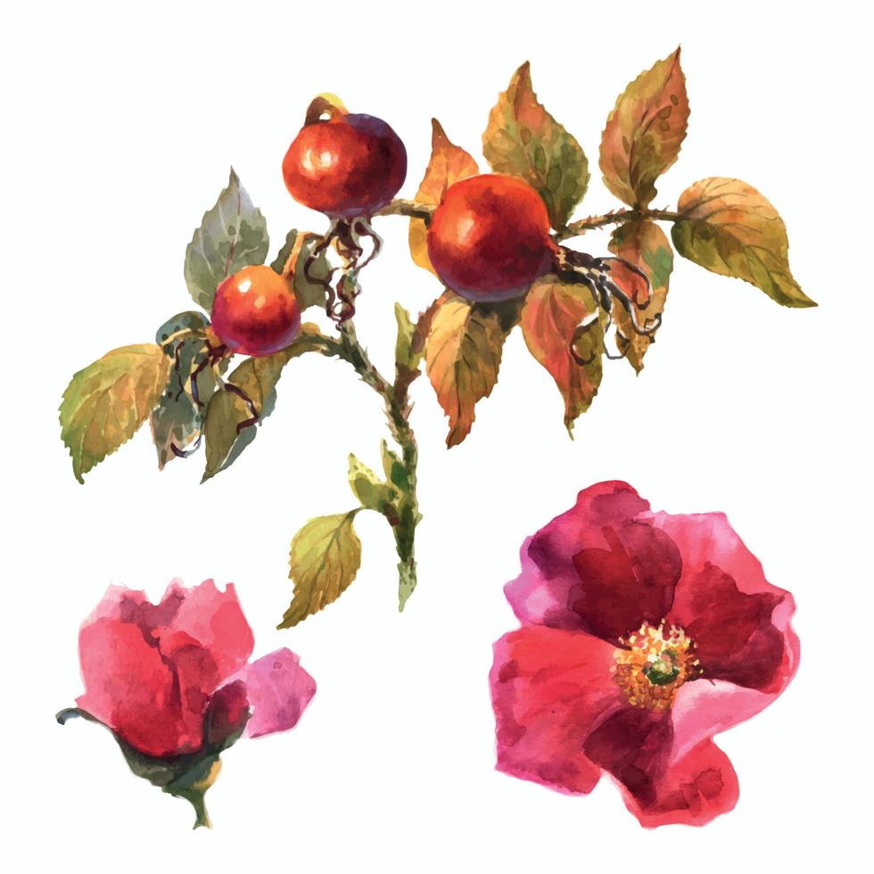 Aquarell Heckenrose Briar mit Beeren, Blumen und grünen Blättern, isoliert auf weißem Hintergrund. handgezeichnetes botanisches Briar-Set. vektor