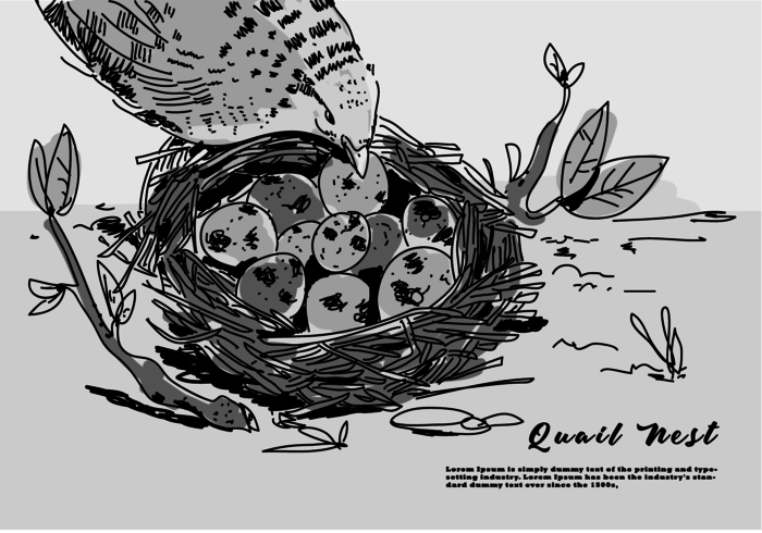 Wachtel Ei auf Nest Hand gezeichnet Vektor-Illustration vektor