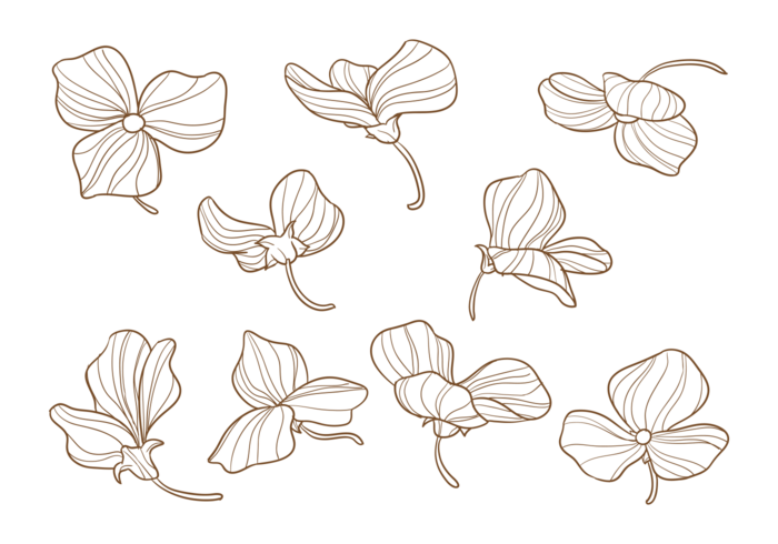 Hand gezeichnete süße Erbsen Blumen vektor
