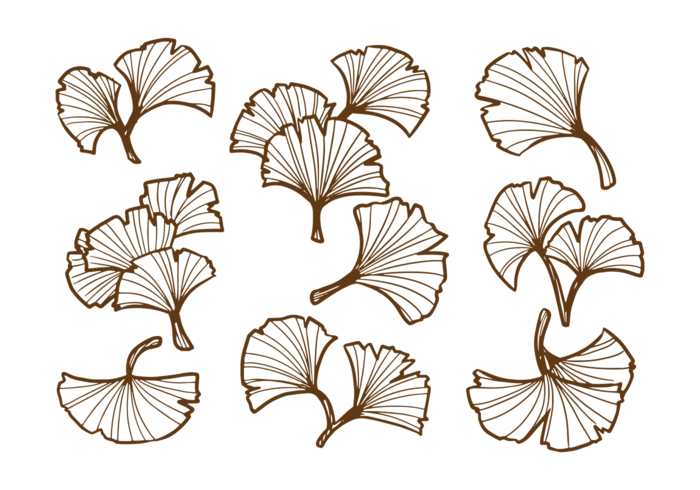 Handgezeichnetes Ginkgoblatt vektor