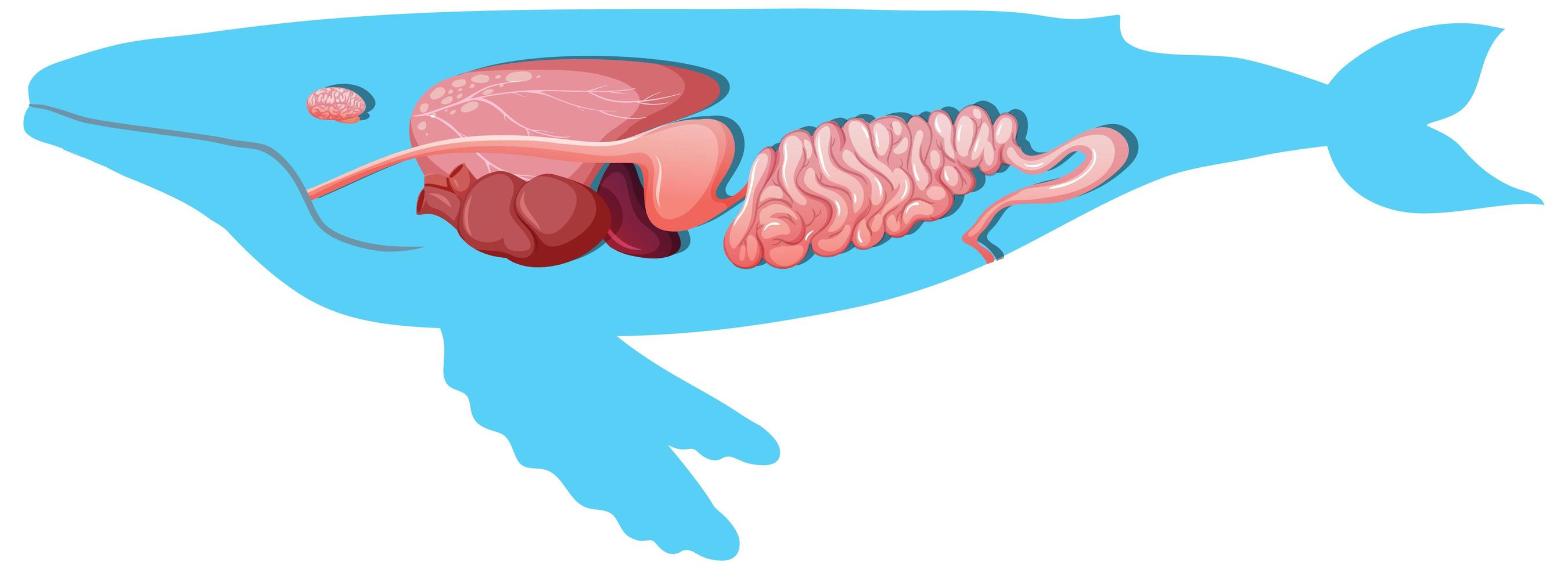 innere Anatomie eines Wals lokalisiert auf weißem Hintergrund vektor