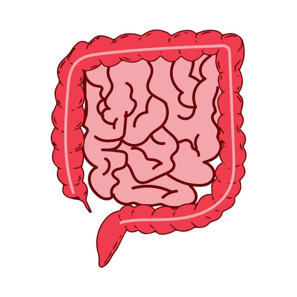 realistische flache Vektordarstellung von Dünn- und Dickdarm. Inneres Organ des Menschen, Verdauungstrakt. Vektor-Illustration isoliert auf weißem Hintergrund vektor