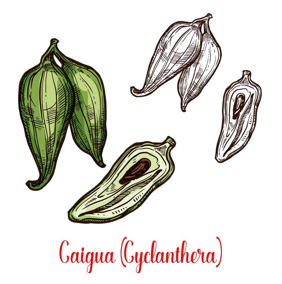 cyclanthera pedata vegetabiliska eller frukt skiss vektor
