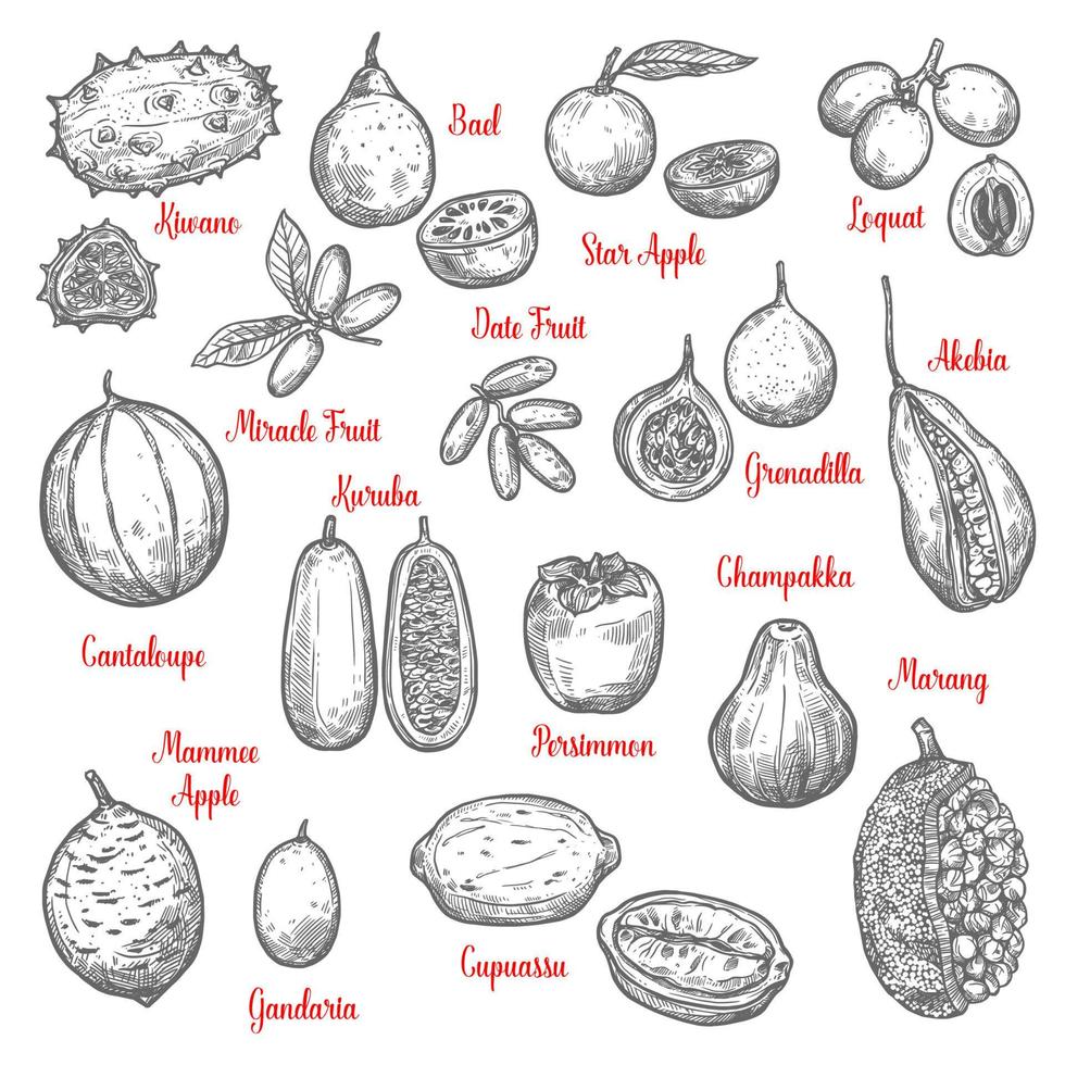 köstliche exotische tropische fruchtskizzen isoliert vektor