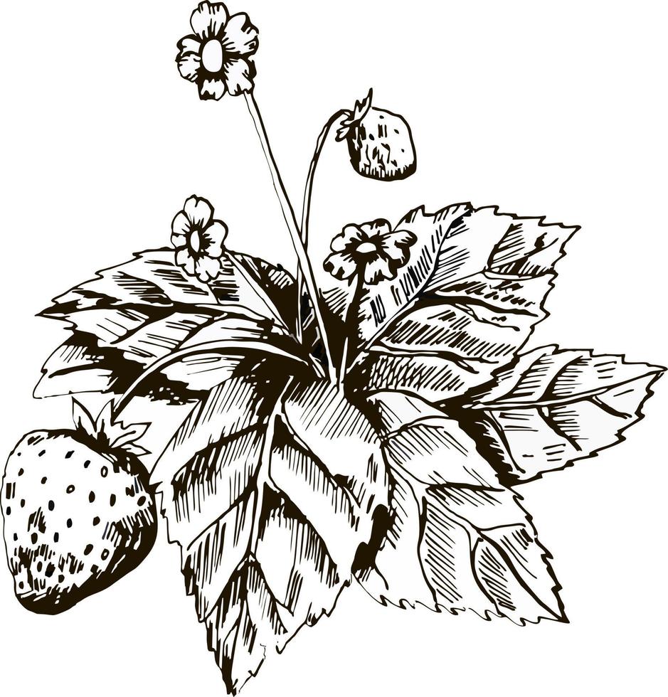 Erdbeeren Bleistiftzeichnung. Erdbeerstrauch mit Blättern, Blüten und Beeren. Botanische Zeichnung vektor