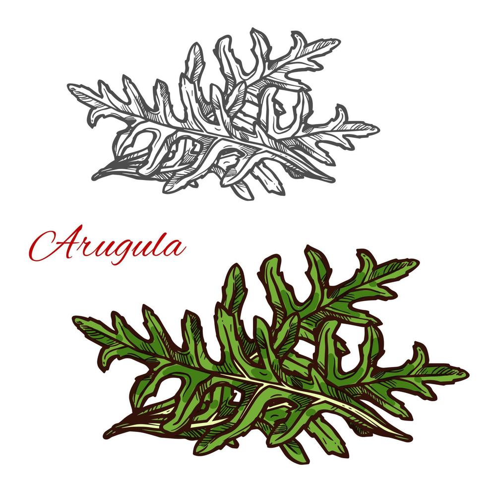 Arugula-Pflanzenskizze aus grünem Blattsalatgemüse vektor