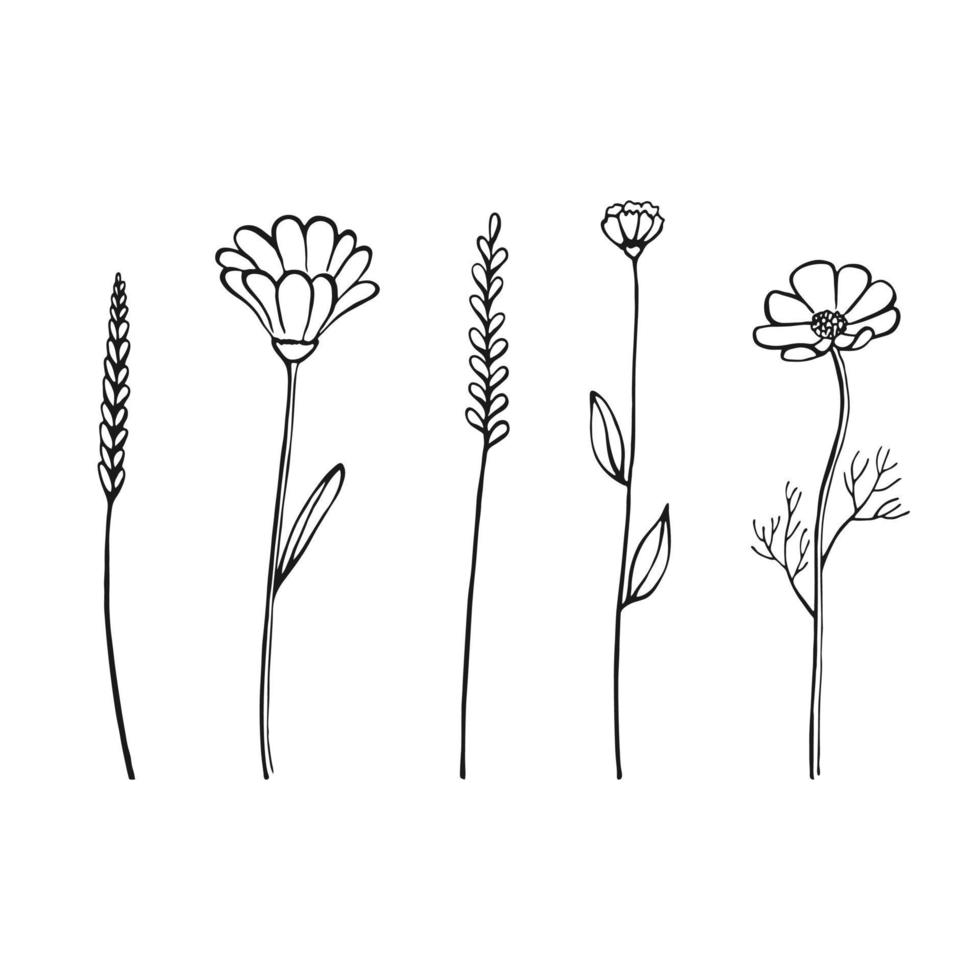 uppsättning örter och vilda blommor. handritade blommiga element. vektor illustration.
