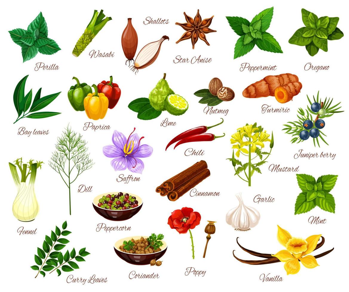 kryddor, kulinariska örter kryddor och grönsaker vektor