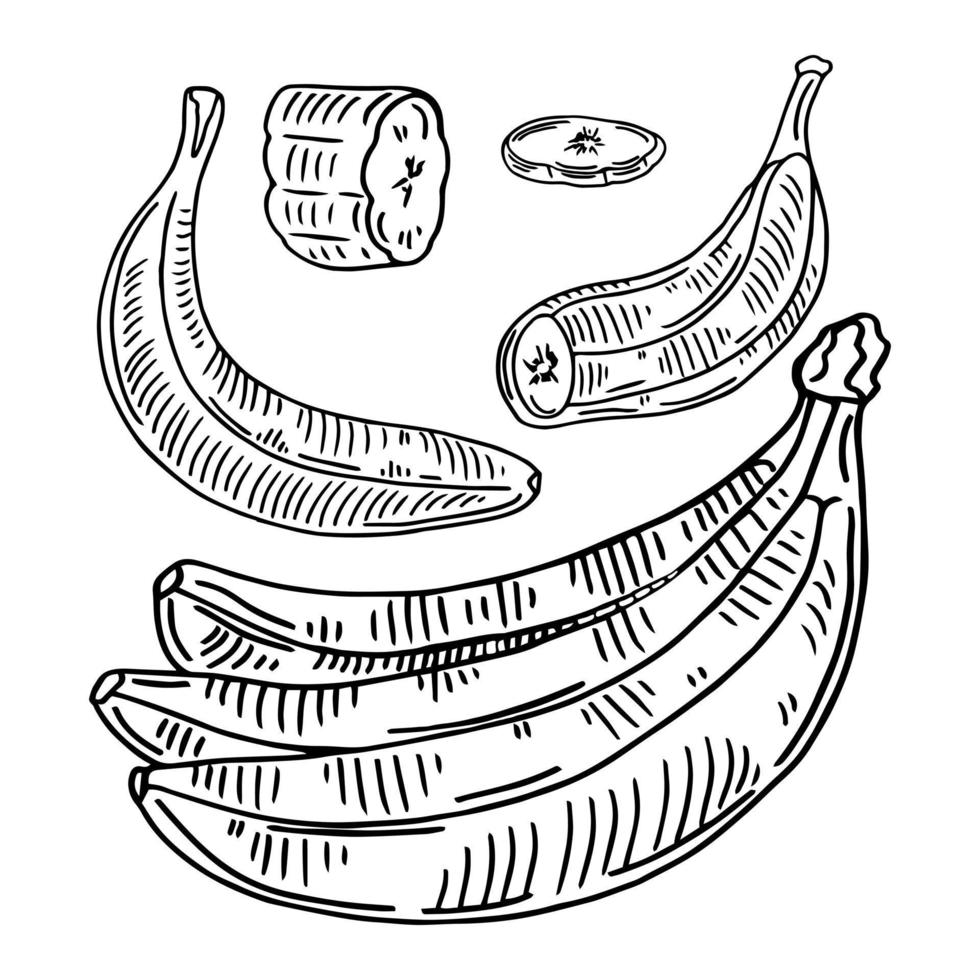 Bananen-Set-Vektorzeichnung. isolierte handgezeichnete bündel, schalenbanane und geschnittene stücke. sommerfrucht gravierte stilillustration. detailliertes vegetarisches Essen. ideal für Etiketten, Poster, Druck vektor