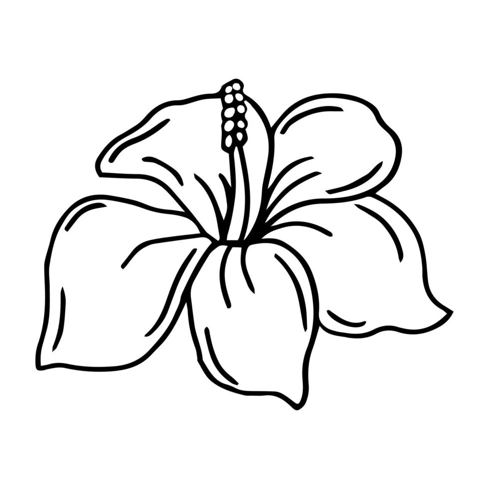 Hibiskusblütenumriss. Hibiskuslinie Kunstvektorillustration lokalisiert auf weißem Hintergrund. tropische blumenschattenbildikone, blütengekritzel und einfaches element. exotisches tropisches Pflanzensymbol. vektor