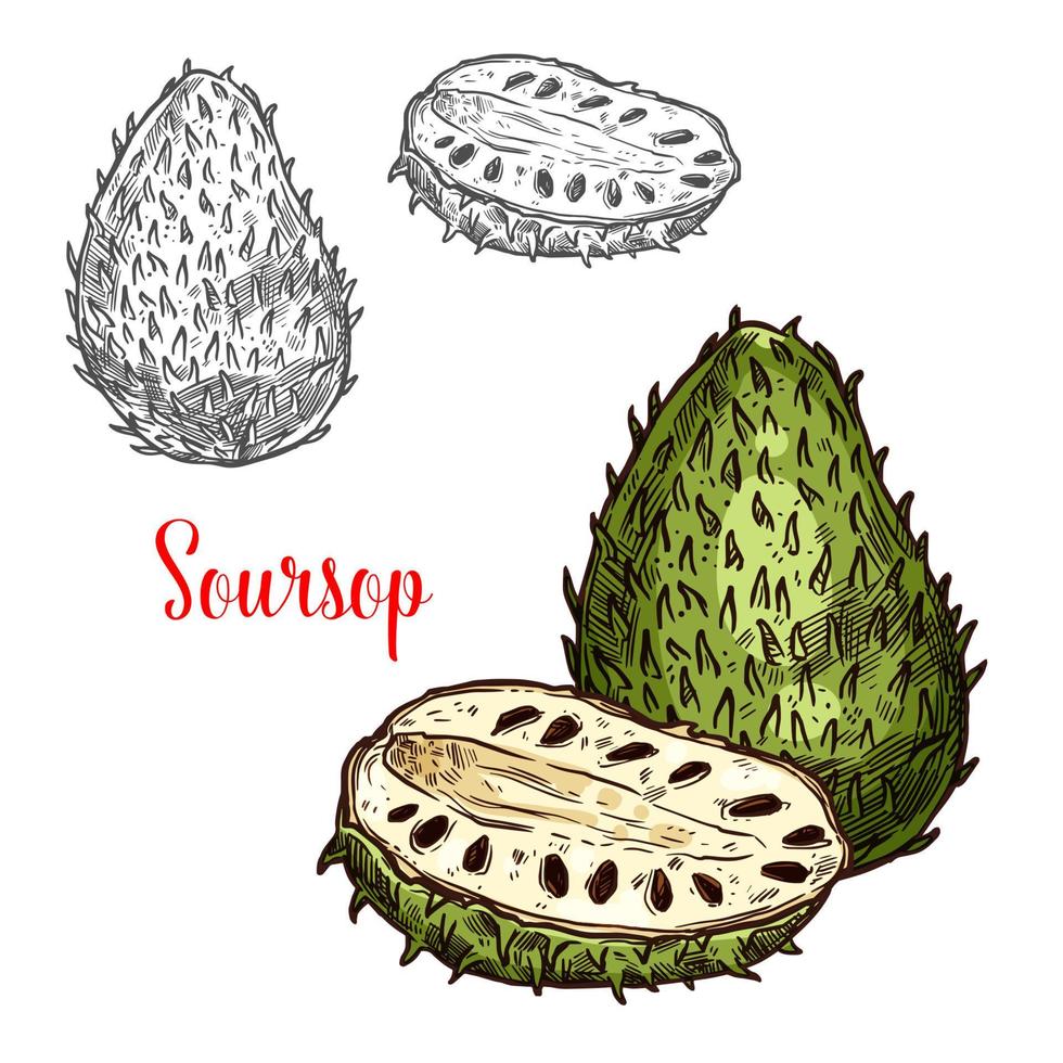 Soursop Vektorskizze exotische Früchte vektor