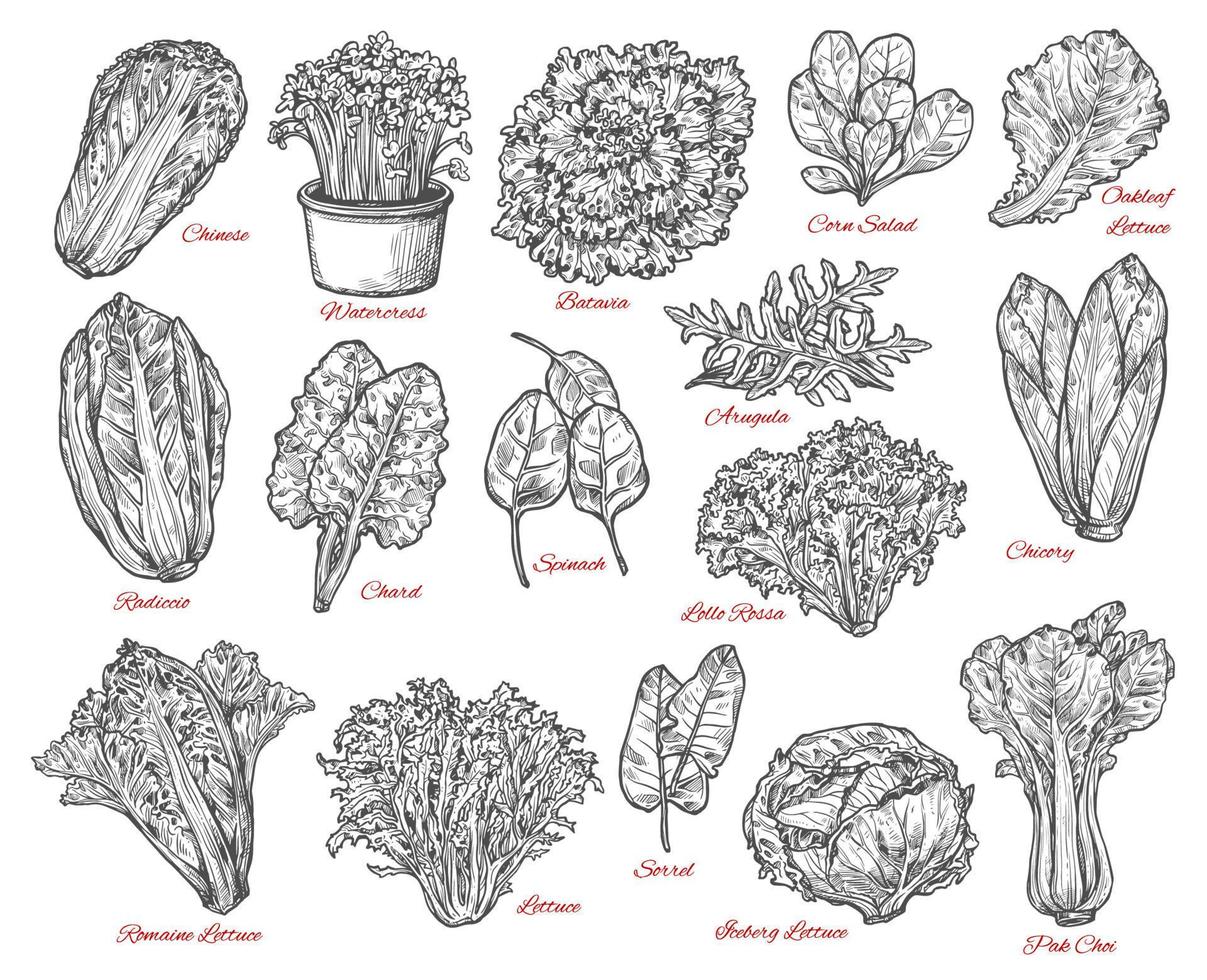sallad löv och vegetabiliska vektor skisser