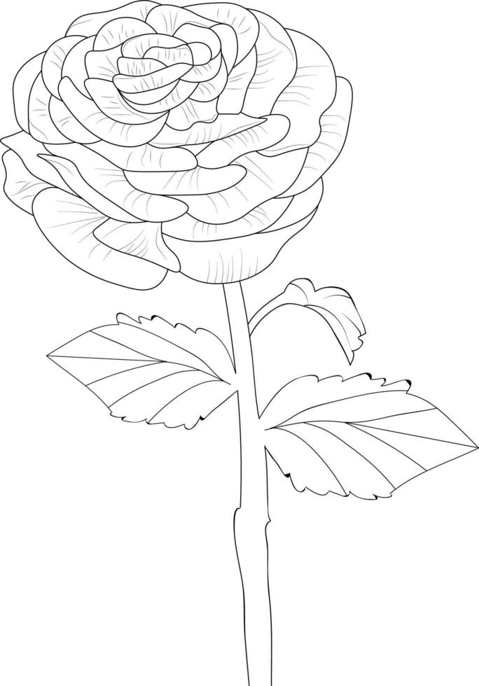 illustration av en rununculus blomma, vektor skiss penna konst, bukett blommig färg sida och bok isolerat på vit bakgrund ClipArt.