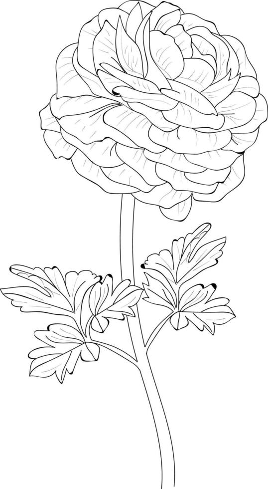 ranunkel blomma vektor. svartvit ritad för hand vektor blommig mönster. skiss illustration med blommor. blomma design för kort eller skriva ut. hand målad blommor illustration isolerat på vit bakgrund