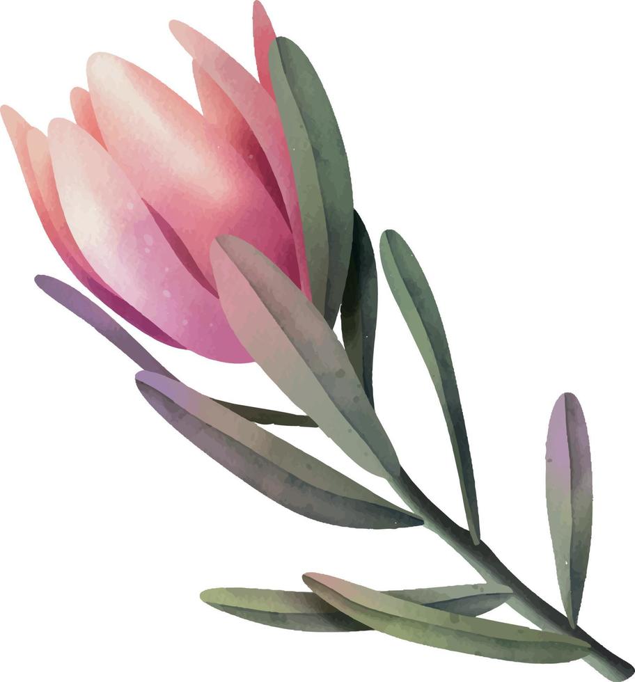 hand dragen vattenfärg rosa protea blommor, isolerat illustration på en vit bakgrund vektor