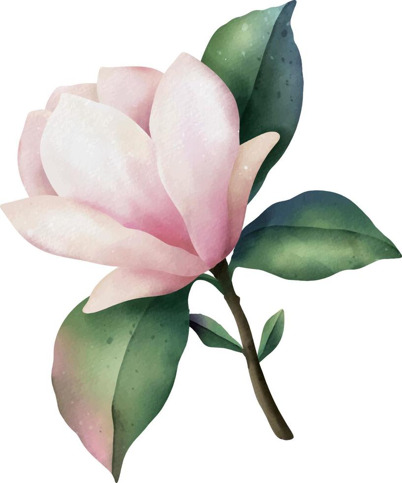 hand gezeichnete aquarellrosa magnolienblume, lokalisierte illustration auf einem weißen hintergrund vektor