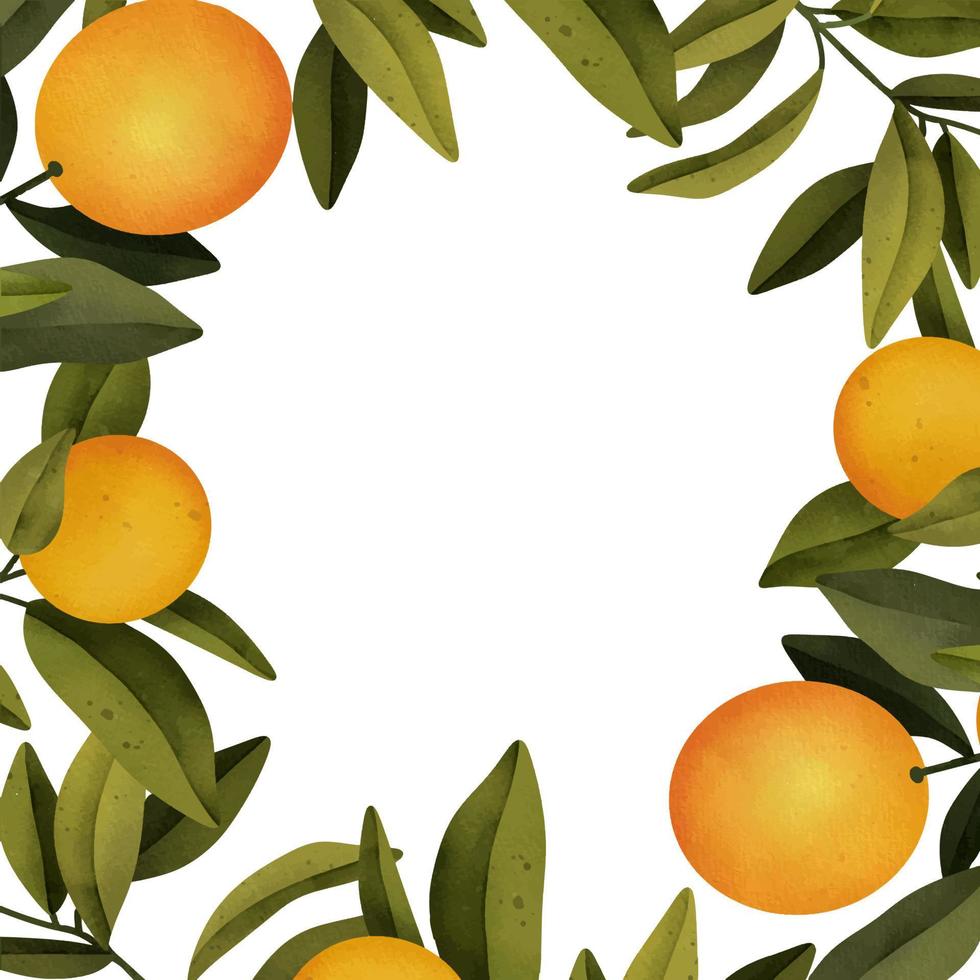 ram av handritad akvarell blommande apelsinträdgrenar och orange, isolerad illustration på en vit bakgrund vektor