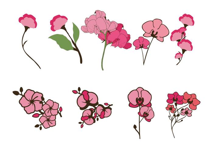 Gratis Sweet Pea Vector