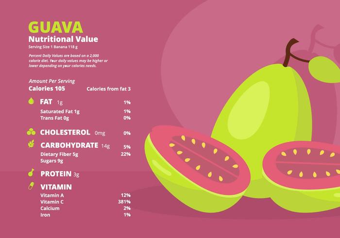 fakta med guava näringsfakta vektor