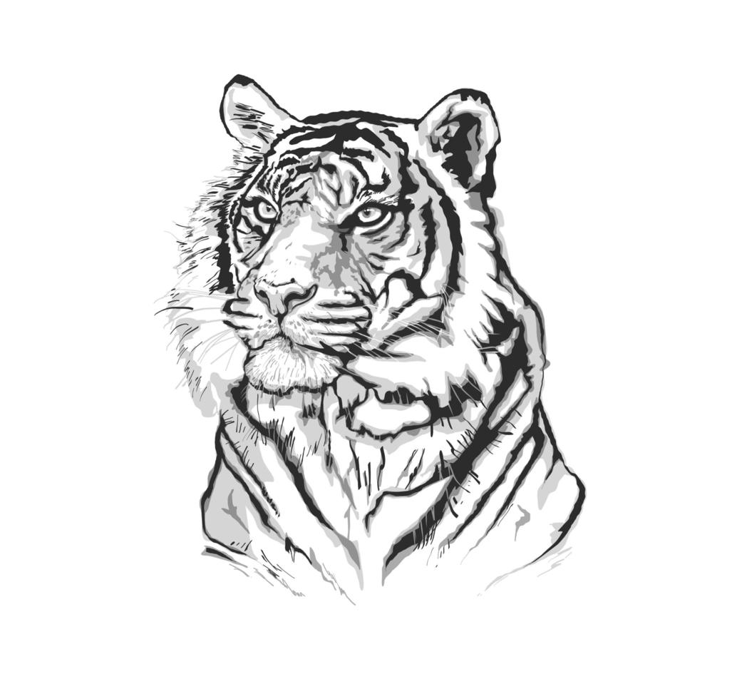Schwarz-Weiß-Ketch eines Tigergesichts vektor