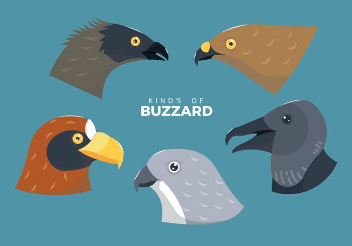 Buzzard fågelhuvud vektor illustration