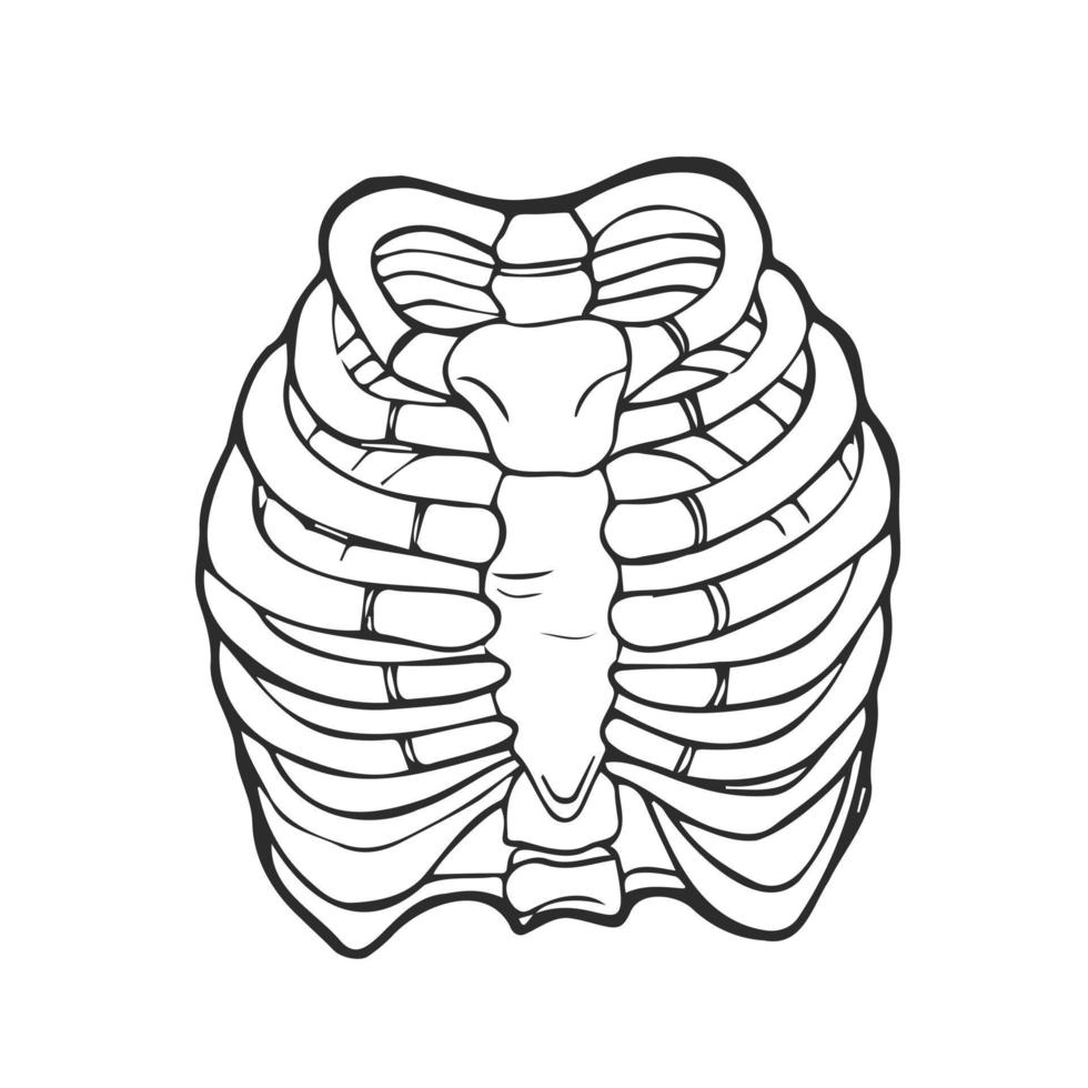 Gekritzelillustration des menschlichen Brustkorbs. Linienkunststil. Boho-Vektor realistisch vektor