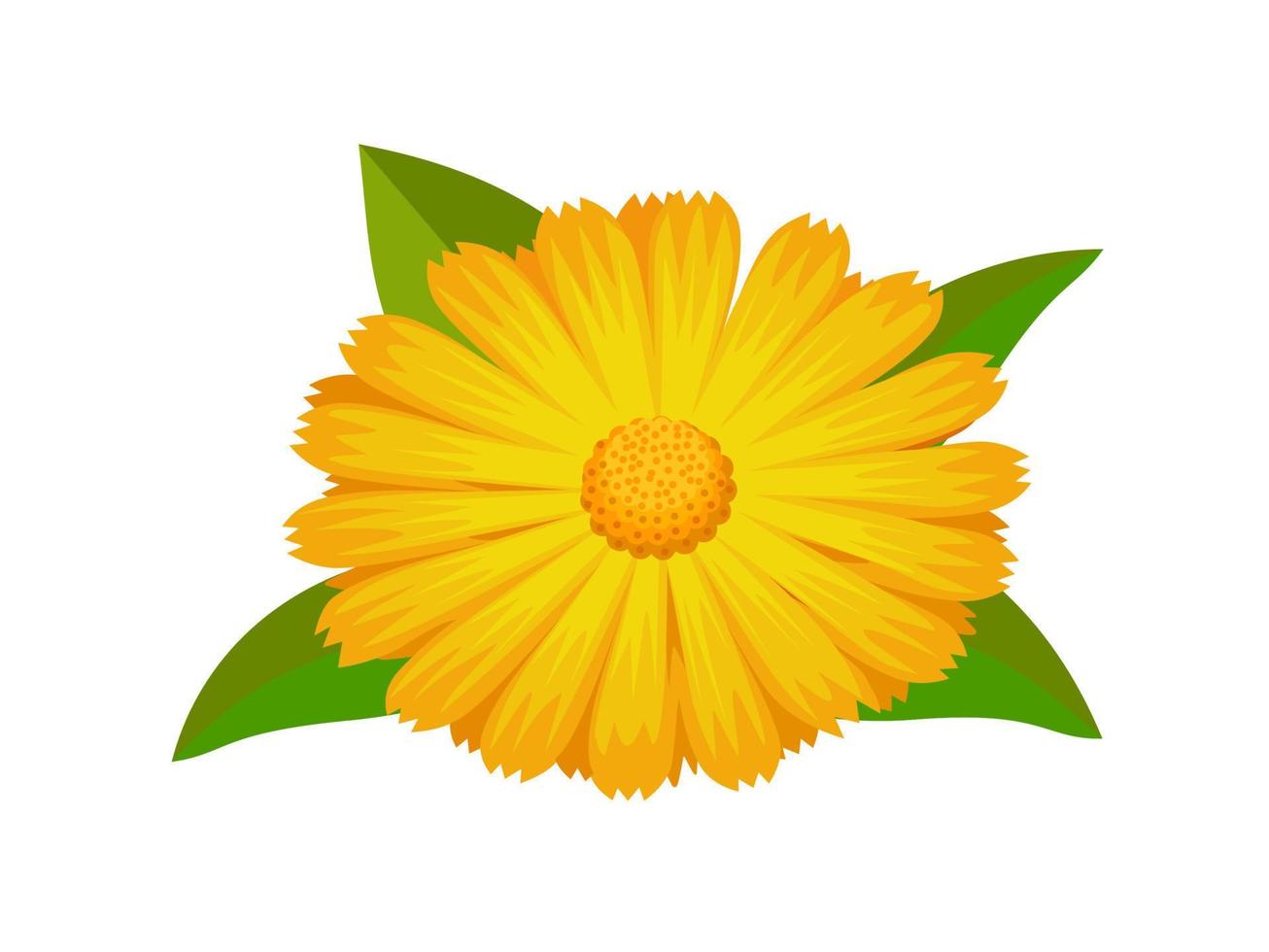 vektor illustration, calendula officinalis också kallad ringblomma, isolerat på vit bakgrund.