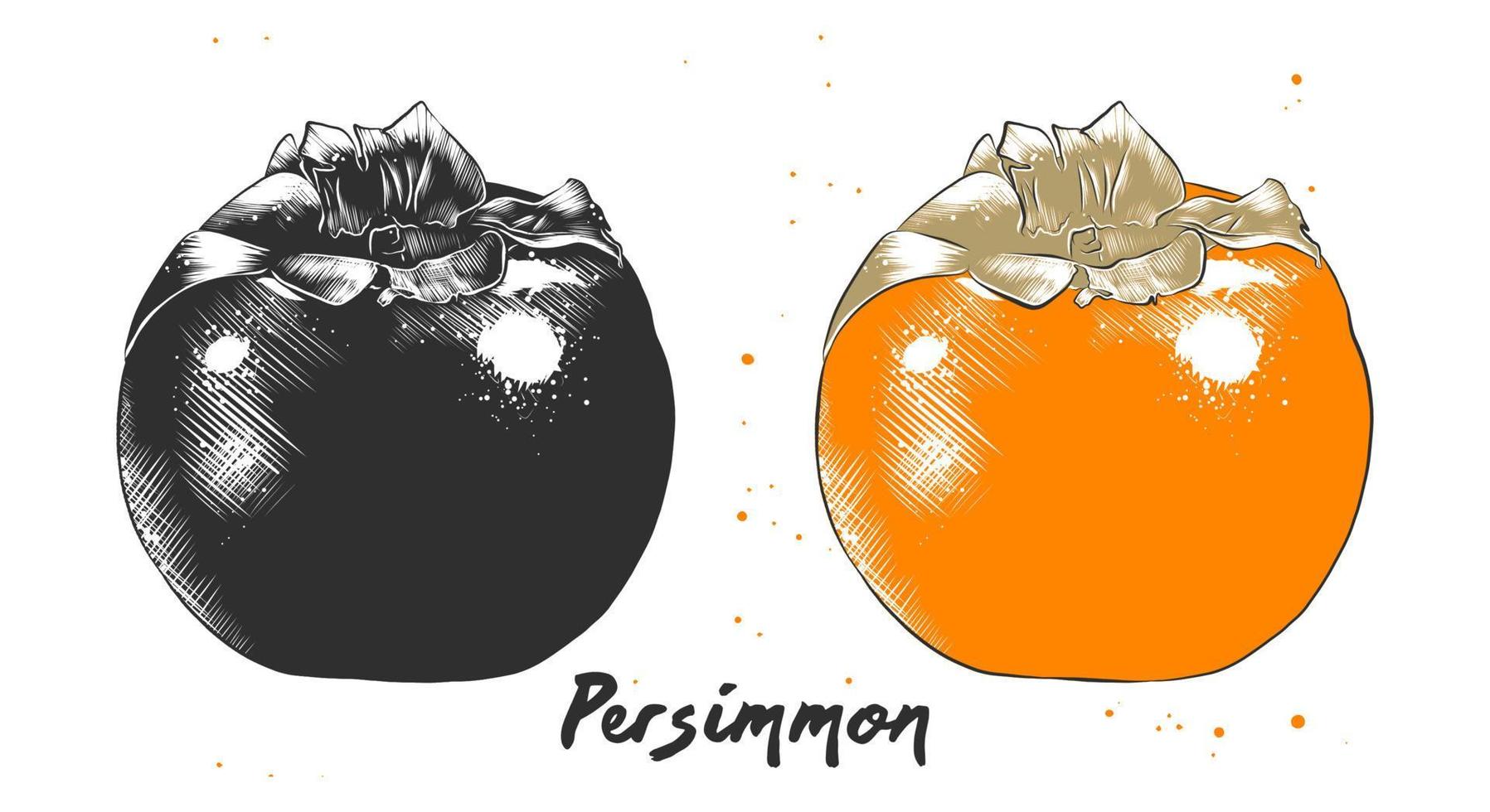 vektor graverat stil illustration för affischer, dekoration, förpackning och skriva ut. hand dragen skiss av persimon frukt i svartvit och färgrik. detaljerad vegetarian mat teckning.