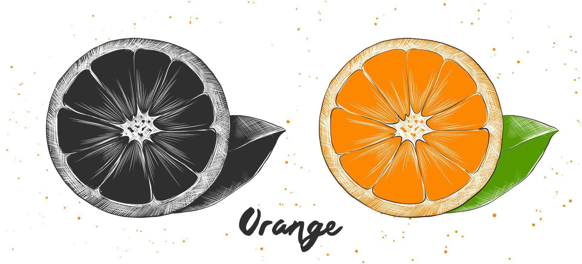vektor graverat stil illustration för affischer, dekoration och skriva ut. hand dragen skiss av orange i svartvit och färgrik. detaljerad vegetarian mat teckning.