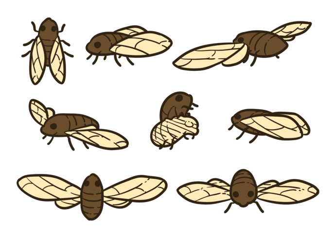 Cicadavektorer vektor