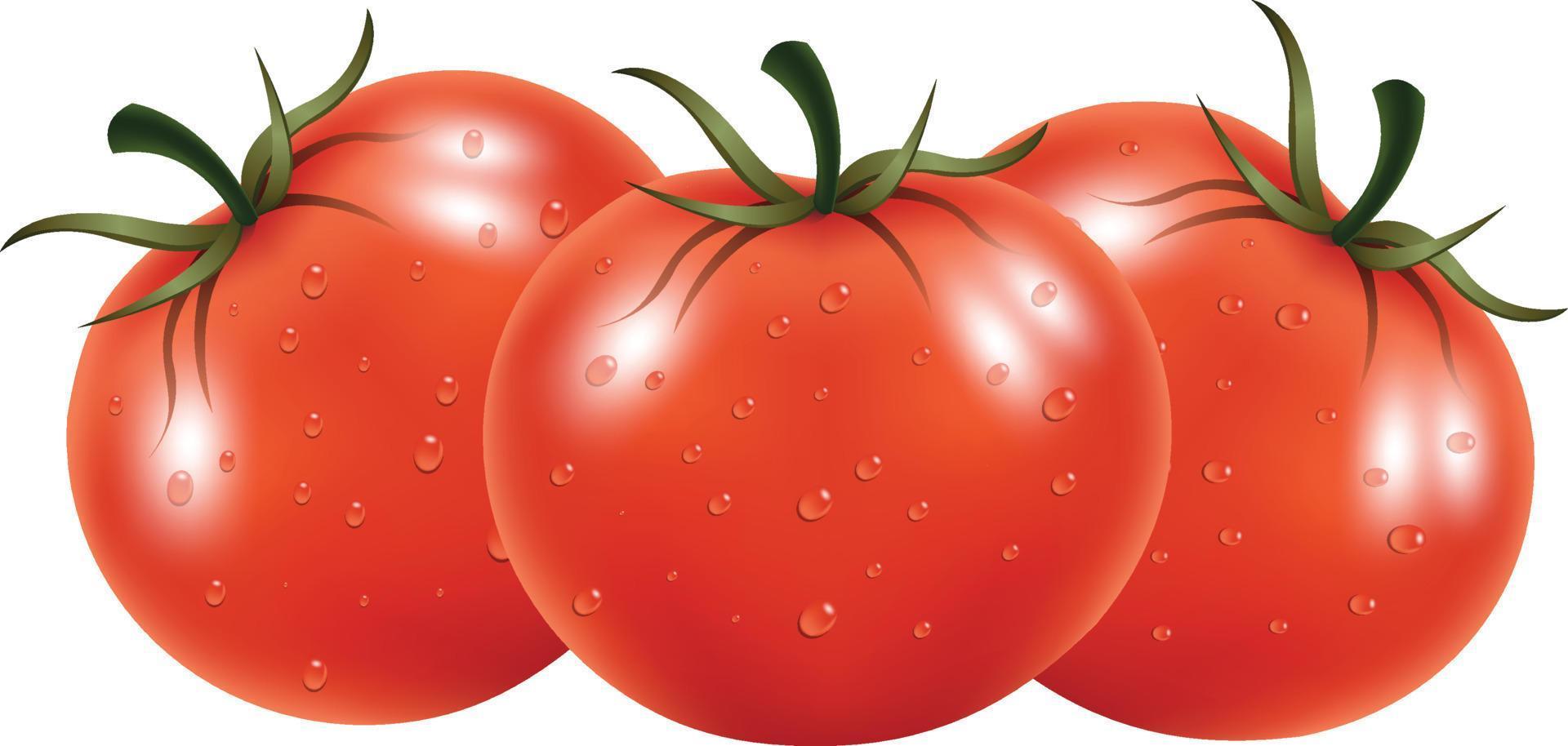 frische landwirtschaftliche Tomaten, Vektorgrafiken und Illustrationen vektor