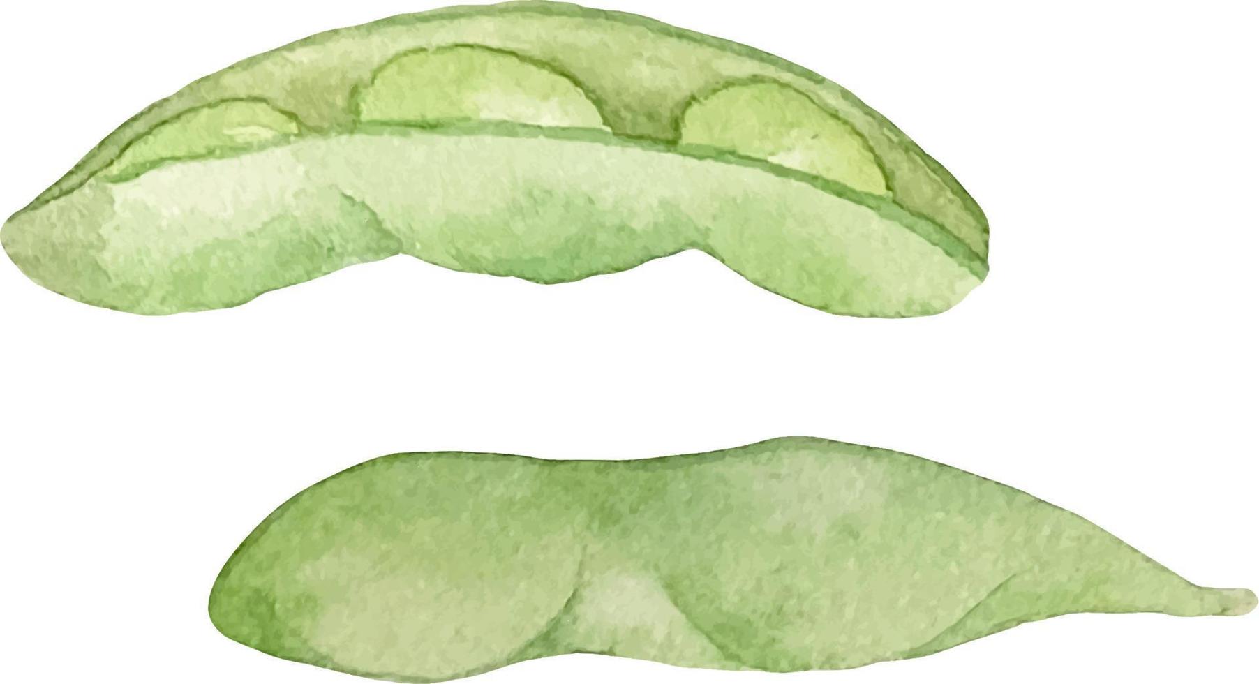Aquarellillustration von grünen Edamame-Bohnen. grüne Sojabohnen und Samen. asiatisches Essen. Edamame-Liebhaber vektor