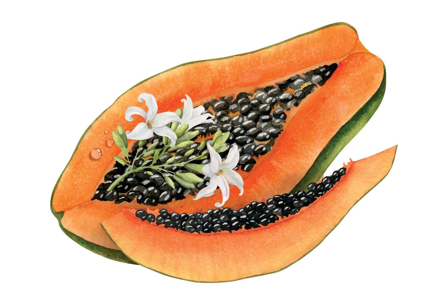 Papayascheiben und weiße Blume des Papayabaums. hand gezeichnete aquarellillustration von orange exotischen tropischen früchten und pflanzen. Zeichnung auf isoliertem Hintergrund für die Lebensmittelproduktion oder ein beliebiges Design vektor