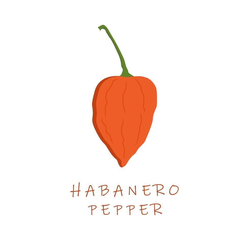 Design-Vektorillustration des Habaneropfeffers flache. Capsicum Chinense Habanero-Chili. vektor