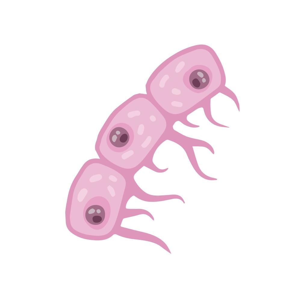 Zelle des menschlichen Organismus. Hautsystem. Schicht der Epidermis. Wissenschaftliches Unterrichtsmaterial. flache illustration der karikatur. Biologie und Mikrobiologie vektor