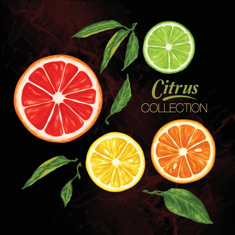 citrus- vektor samling