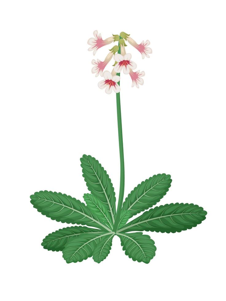 rehmannia-Vektorillustration, eine Kräuterpflanze, lokalisiert auf weißem Hintergrund. vektor