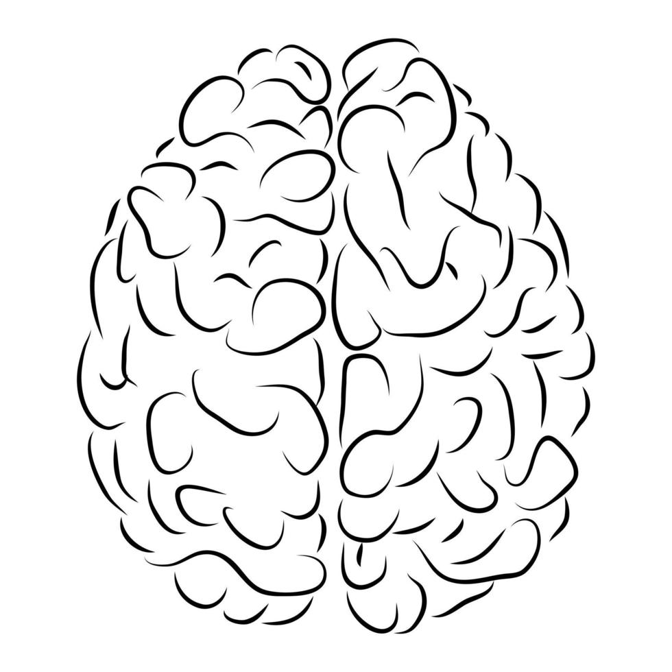 Draufsicht auf das menschliche Gehirn in Schwarz und Weiß. das Konzept der Anatomie. vektor