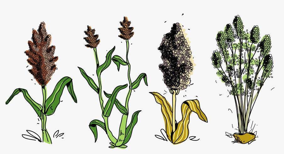 sorghum skörd handritad vektor illustration