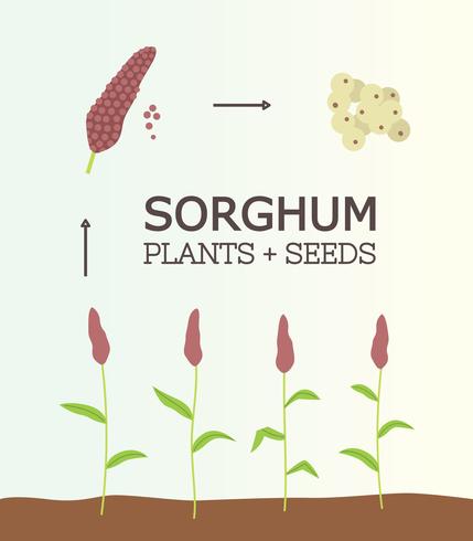 Fri Sorghum Växt Vector